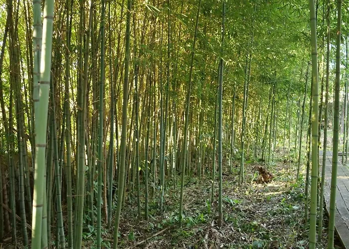 Heron's Path I