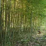 Heron's Path I