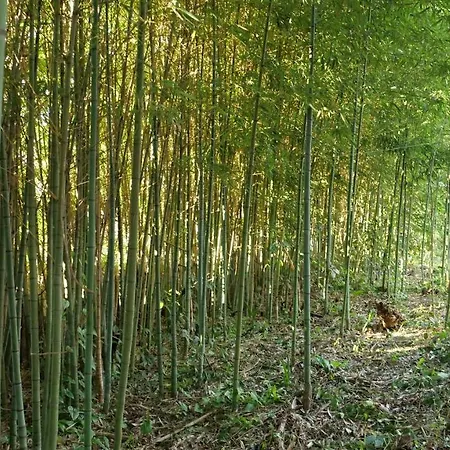 Heron's Path I